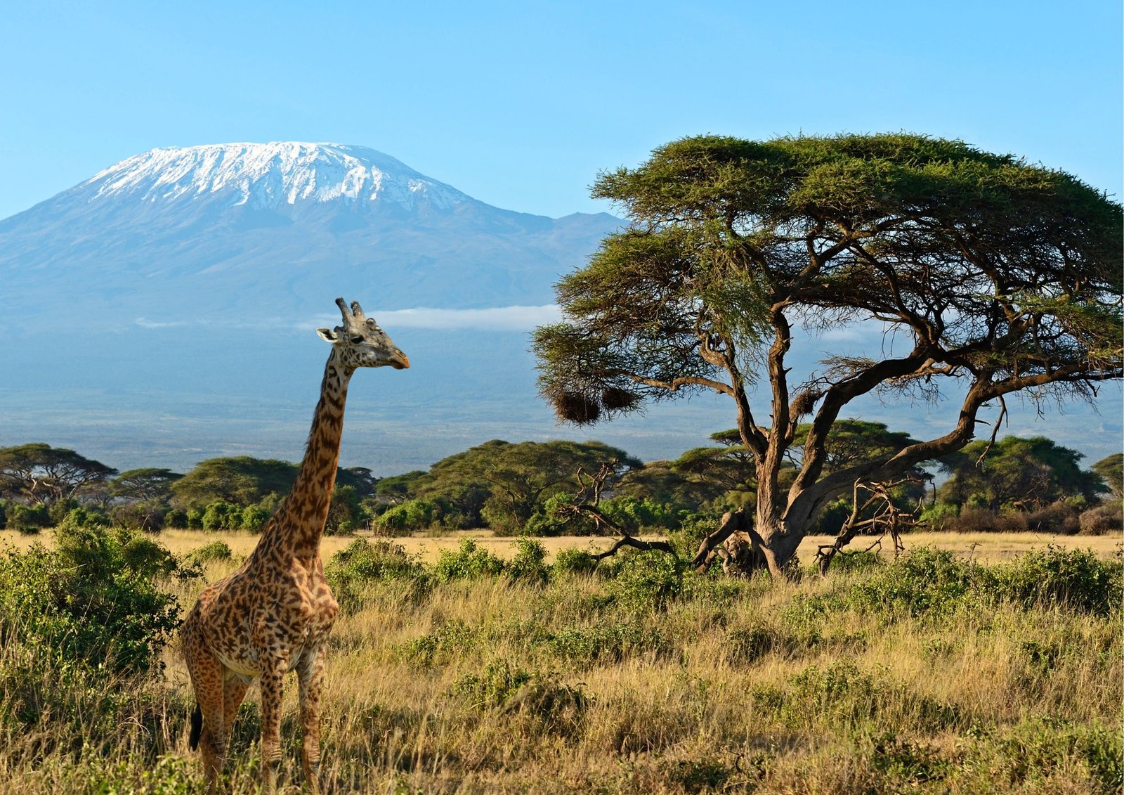 safari